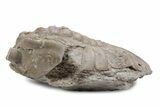 Bargain, Asaphus Ingrianus Trilobite - Russia #363205-2